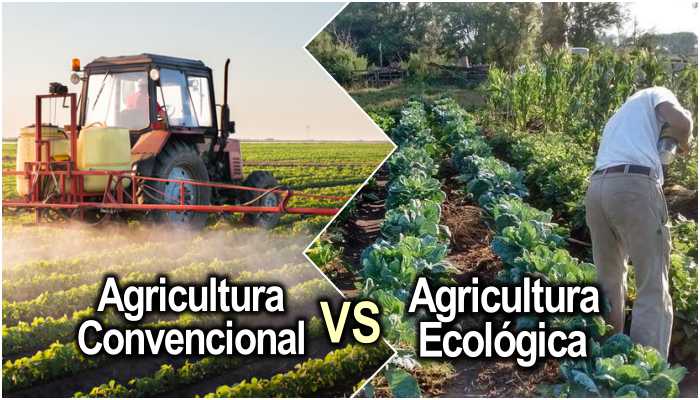 Agricultura Convencional vs Agricultura Ecologica