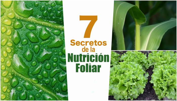 Los 7 secretos de la Nutrición Foliar
