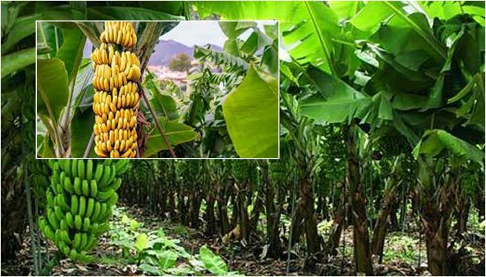Manual practico para el Cultivo de Plátano sustentable